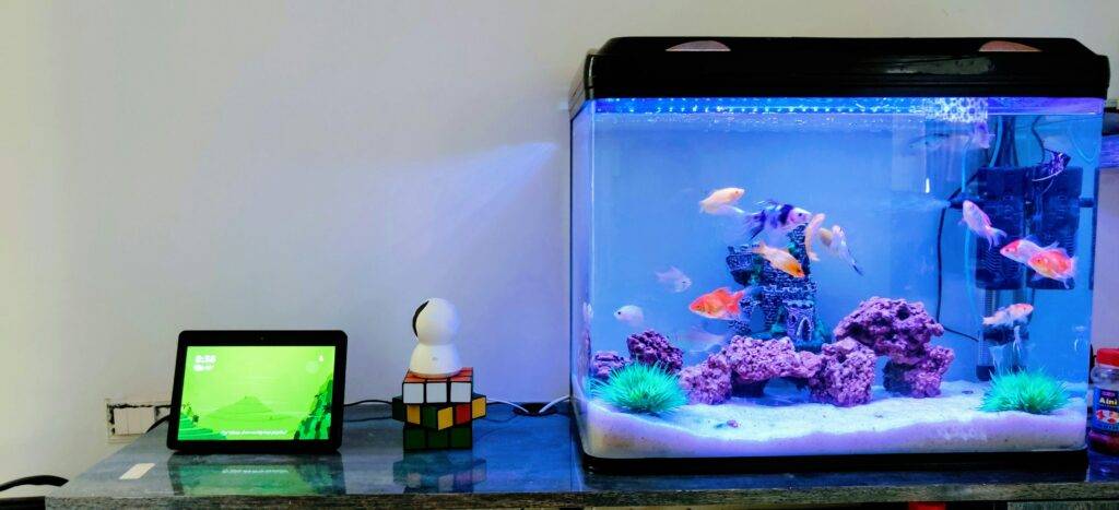 start a fish tank and get organised for school 