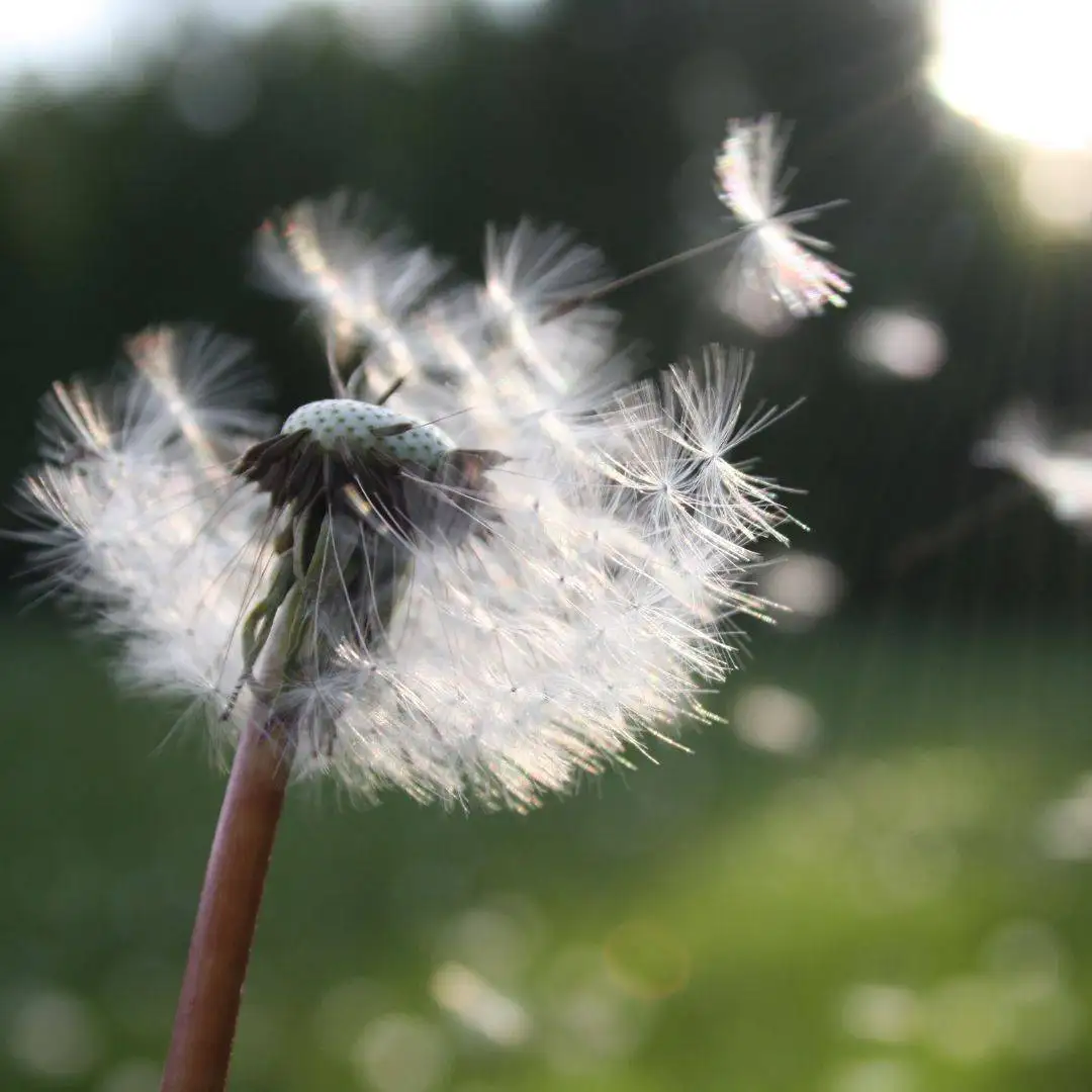 Freedom from teacher burnout