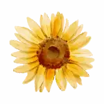 I love to teach 101 - sunflowers sylvia's fav flower